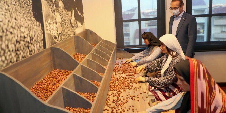Fındığın öyküsü artık müzede!