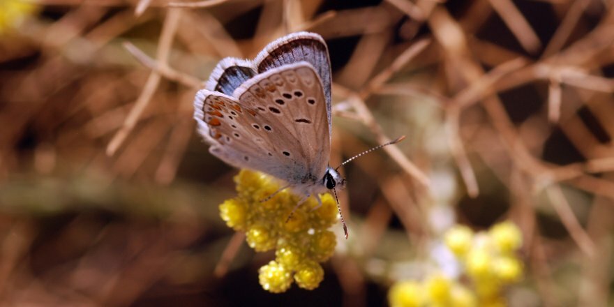 Türkiye'deki kelebekler risk altında!