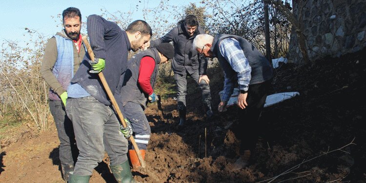 Trabzon’da 7 bin fındık fidanı dikildi!