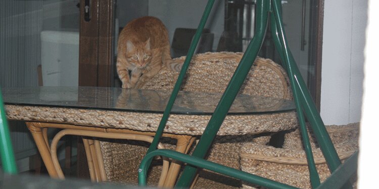 Ordu'daki psikopat kedi 4 kişiyi hastanelik etti!