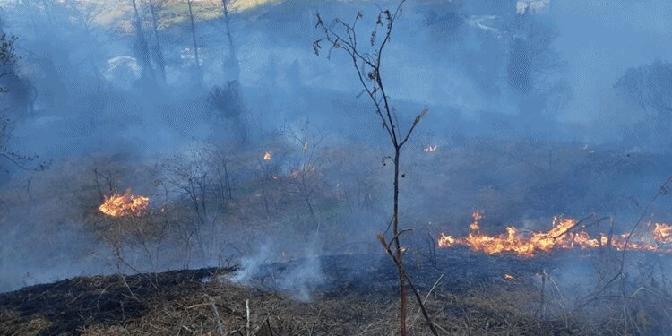 Artvin'de yaklaşık 10 dönüm çaylık yandı!