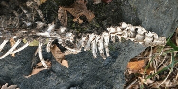 Trabzon'daki gizemli iskelet o hayvana ait çıktı!