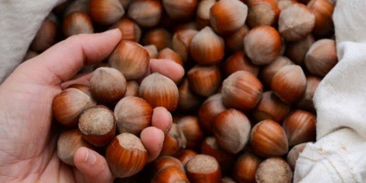 TMO'dan fındık alım uyarısı!