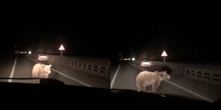 Yola inen ayıya otomobil çarptı