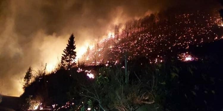 Trabzon'un 10 ayrı ilçesinde orman yangını!