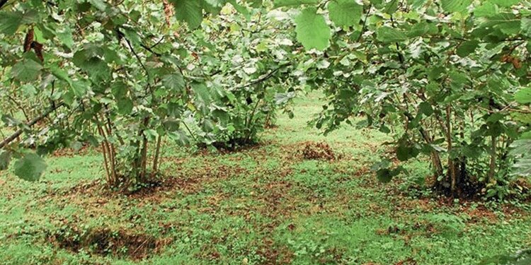 Araplardan fındık çılgınlığı! 40'a yakın...