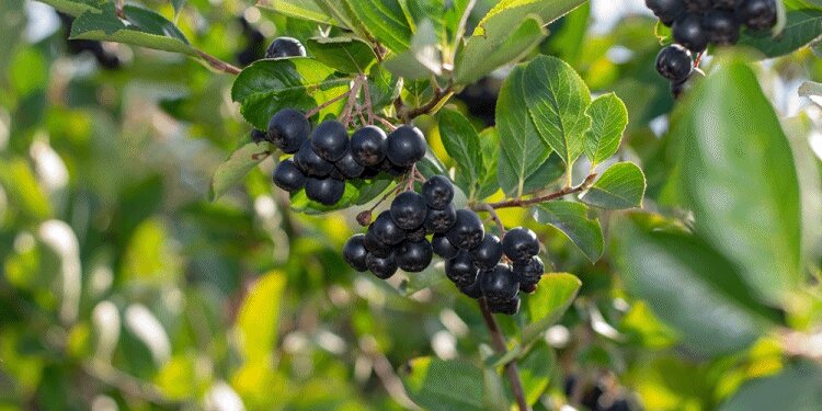 Akçaabatlılar köşeyi dönecek! Yeni gelir kapısı