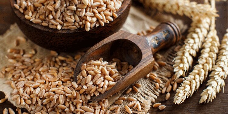 Fındık yerine bunu yetiştirecekler!