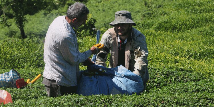 Çayda koronavirüs tedirginliği!
