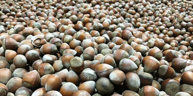 Fındık fiyatlarında Koronavirüs etkisi! Rekoru gördü