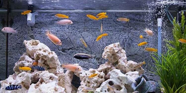 İş yerindeki balıkları için Trabzon Emniyeti'nden yardım istedi!