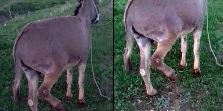 Gümüşhane’de eşeğe zulmün cezası belli oldu