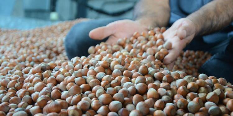 Serbest piyasada fındık fiyatları coştu! 