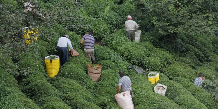 Çay hasadı için ‘Gurbetten Sılaya’ çağrısı