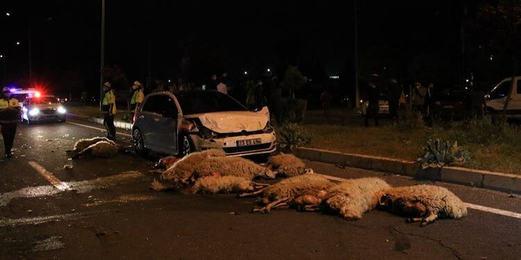 Yarış yapan 2 otomobil koyun sürüsünü telef etti!