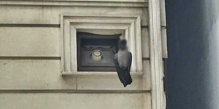 Kargayı infaz ettiler!