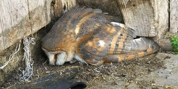 Giresun'da yaralı halde bulundu, tedavi altına alındı!
