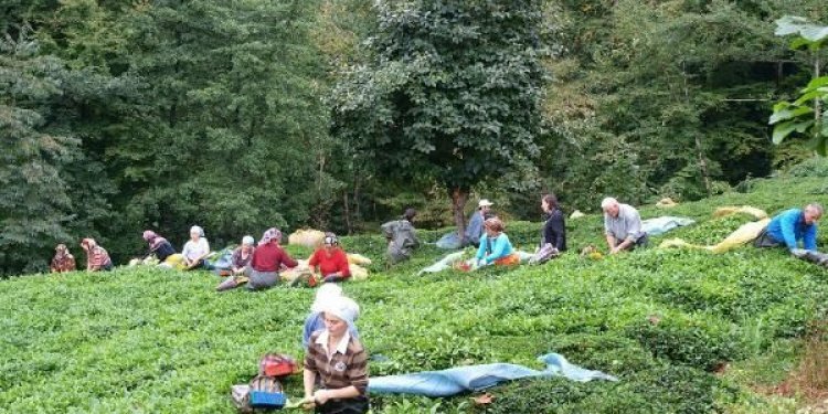 Çayda aranan hasat formülü bulundu