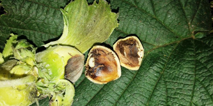 Fındık için önemli duyuru: Zamanı geldi!