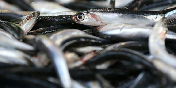 Karadeniz'in hamsisi 768 bin dolar kazandırdı