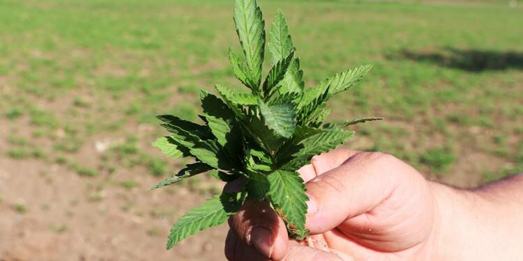 Erdoğan isteyince kenevir ekimini iki katına çıkardılar!