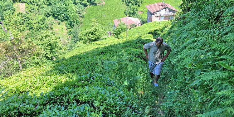 Rize'de büyük çile!