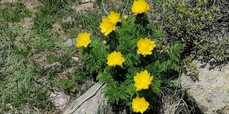 150 yıl sonra tespit edilmişti, Giresun'da yine ortaya çıktı!