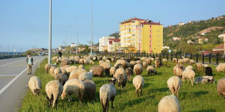 Giresun’da 4-5 gün sürecek zorlu yolculuk başladı