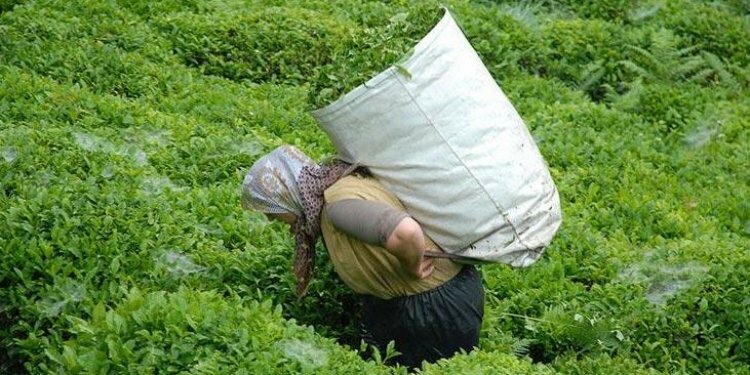 Bu çayın kilosu 575 liradan alınacak