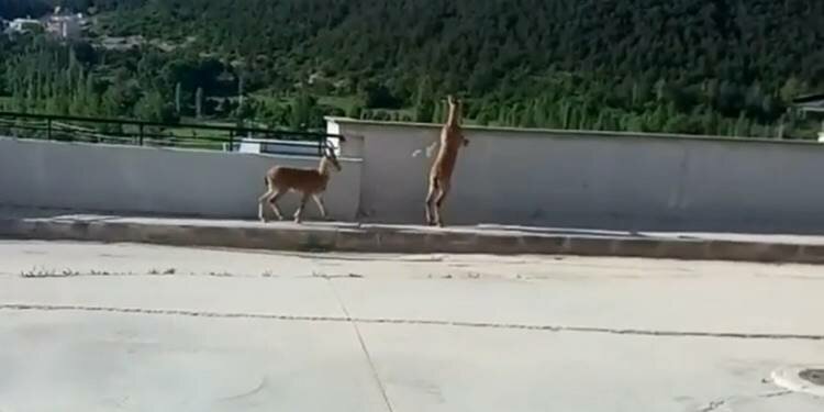 Bölgemizde yaban keçileri hastane bahçesine indi!