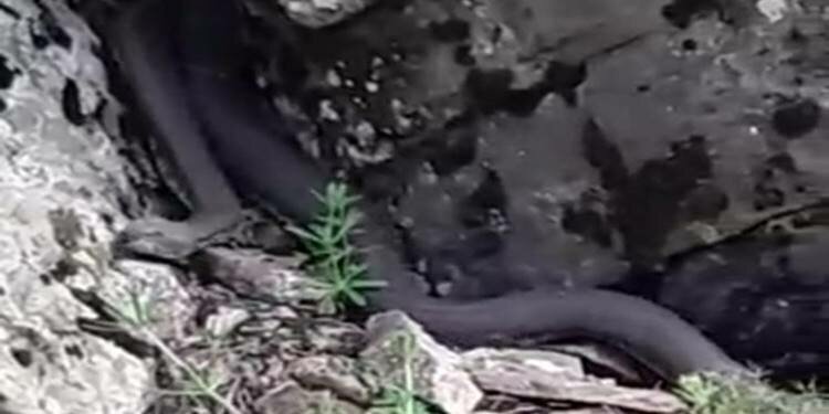 Önce Trabzon ve Artvin, şimdi de Muş! Dev yılanlar...