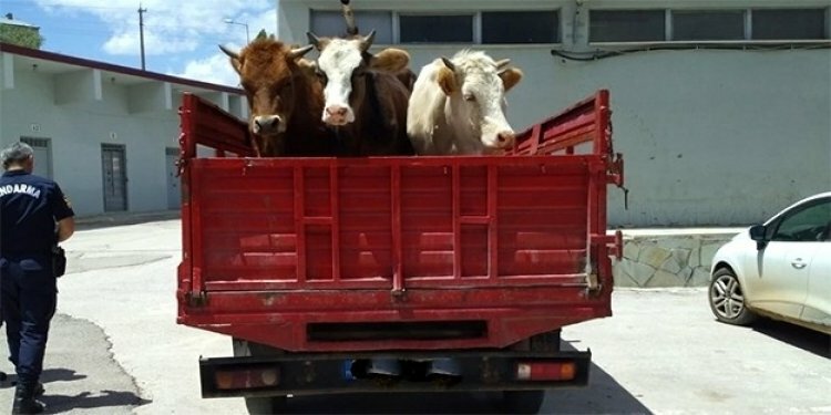 Bayburt’ta hayvan hırsızlığı şok etti!