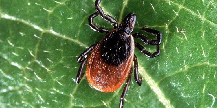 Doğu Karadeniz'de kene mücadelesi!