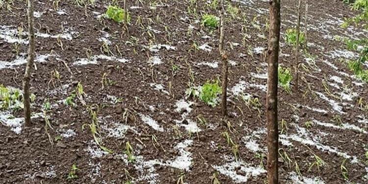 Dolu yağışı fındığı vurdu!