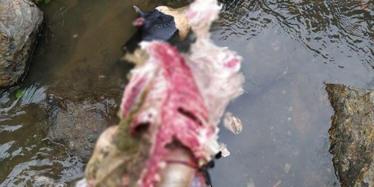 Aç kurtlar, otlayan danayı parçaladı!