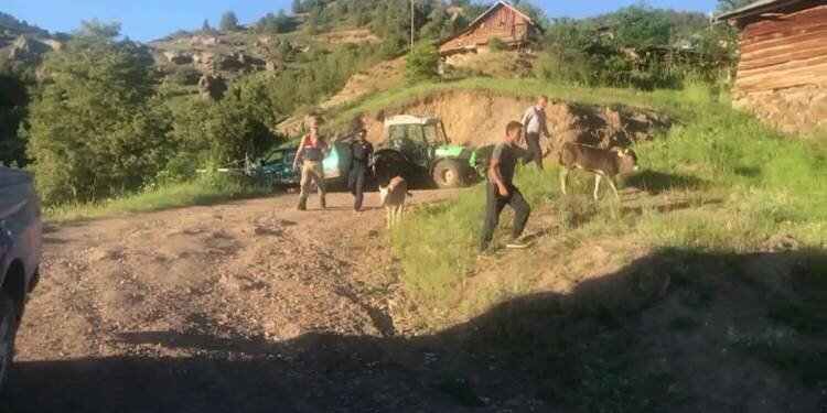 Bölgemizde kaybolan buzağılar "drone" ile bulundu!
