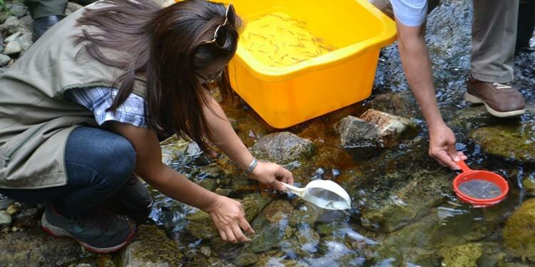Trabzon'da üretilip Giresun'da salındılar!
