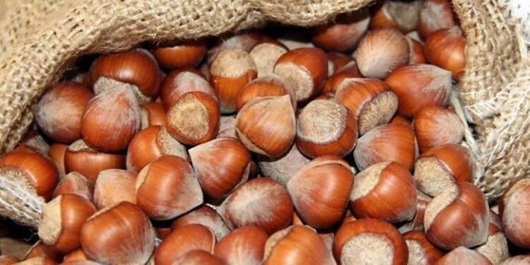 Fındıkta tüm zamanların rekoru kırıldı!