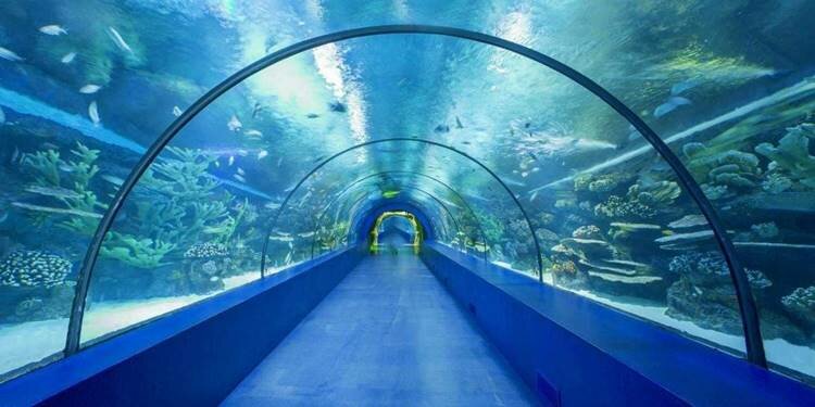 Trabzon'daki Tünel Akvaryum'da önemli bir eşik daha aşıldı! 