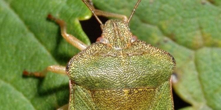 Fındıkta mücadele uyarısı!