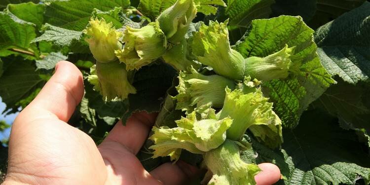 Fındık fiyatları çakılıyor! Dedikodular başladı