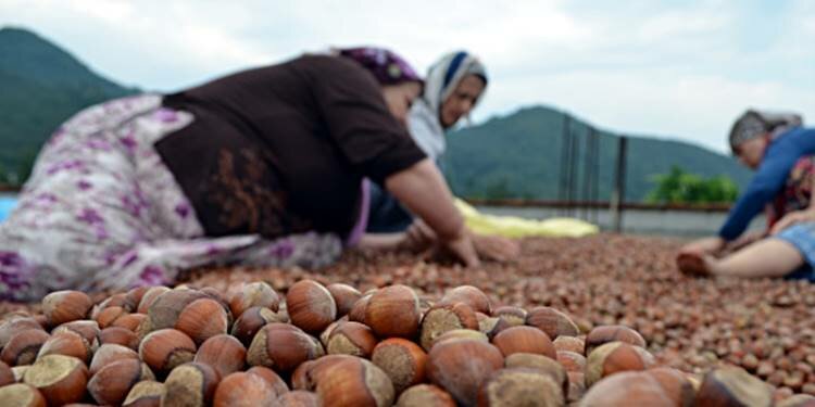 Fındık üreticileri tepkili! Umutlar, Erdoğan'a bağlandı