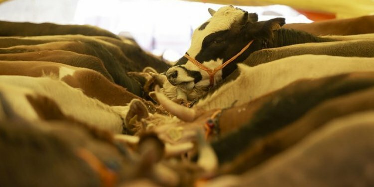 Kurbanlık hayvandan koronavirüs bulaşma ihtimali var mı?