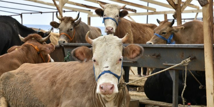 Trabzon’daki kurban merkezlerinde her şey düşünüldü