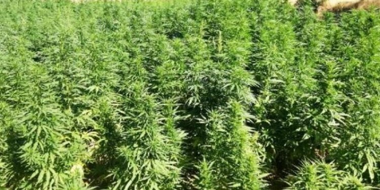 Trabzon'da Hint keneviri ele geçirildi! Şüpheli gözaltında…