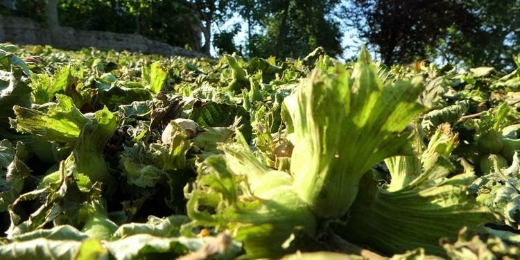Fındık üreticilerinin yüzü gülüyor! "Emeği karşıladı"