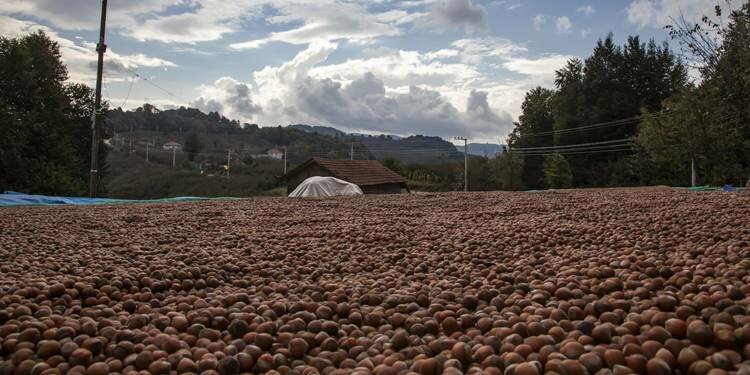 Fındık üreticilerine uyarı! Böyle toplamayın