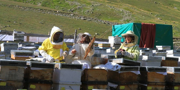 Dünyaca ünlü Anzer Balı üretimi tehdit altında