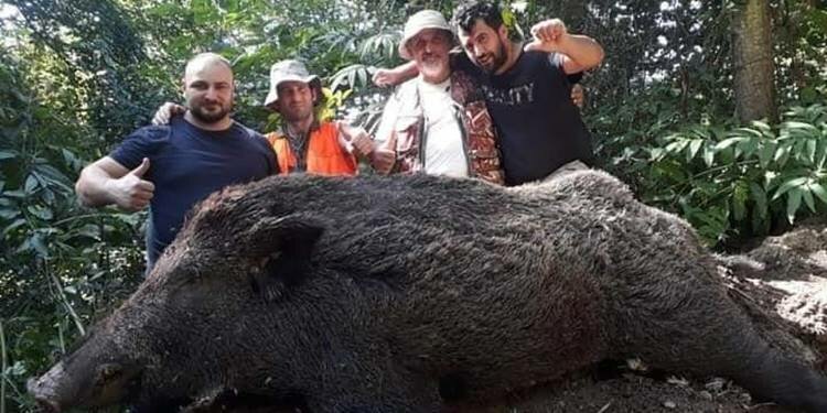 Trabzon'da vurulan domuzun büyüklüğü şaşırttı!