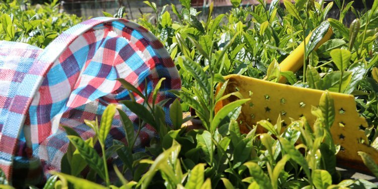 Fiyatı dudak uçuklatan çaydan kötü haber!